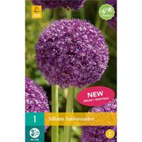 Allium ambassador 1 bol - thumbnail