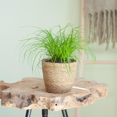 Cyperus Zumula - Kattengras - P12 Cyperus Zumula - Kattengras - P12