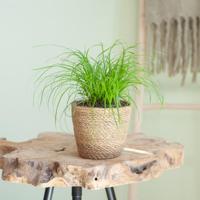 Cyperus Zumula - Kattengras - P12 - thumbnail