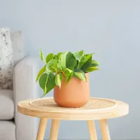 Philodendron Scandens Brasil - P12 - thumbnail