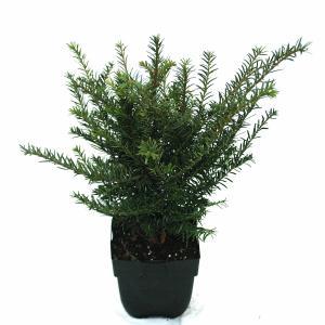 Gewone taxus (Taxus baccata) conifeer Gewone taxus (Taxus baccata) conifeer