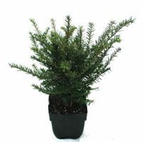 Gewone taxus (Taxus baccata) conifeer - thumbnail