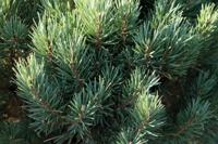 Grove den - thumbnail