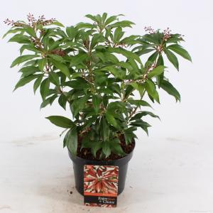 Rotsheide (Pieris Japonica “Katsura”®) heester - 20-25 cm (C2) - 6 stuks