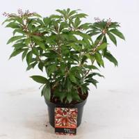 Rotsheide (Pieris Japonica “Katsura”®) heester - 20-25 cm (C2) - 6 stuks - thumbnail