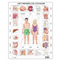 Selecta Larsen het menselijk lichaam, 35st. - thumbnail