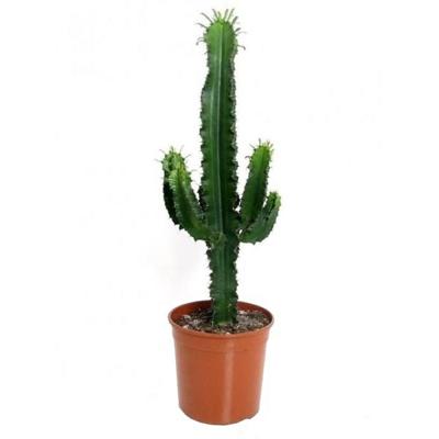 Cactus (Euphorbia Erytrea Ingens) P 19 cm Cactus (Euphorbia Erytrea Ingens) P 19 cm