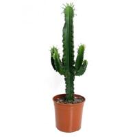 Cactus (Euphorbia Erytrea Ingens) P 19 cm - thumbnail