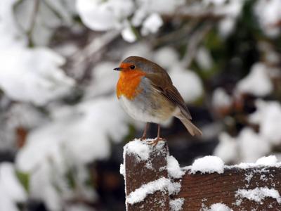 Tuinschilderij roodb sneeuw 70x50cm Customize-it - Customize it