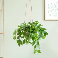 Hoya Polyneura - P12 - thumbnail