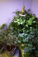 Venso Kweeklamp 136 mm 230 V E27 18 W Neutraalwit Reflector 1 stuk(s) - thumbnail