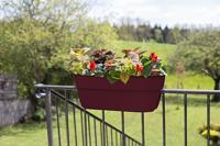 Cavaliere Osaka Jardiniere 19,5 L - EDA - Bordeauxrood - voor balkons en balustrades - thumbnail