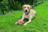 Happy Pet Twist-tee coil tugger touw - thumbnail