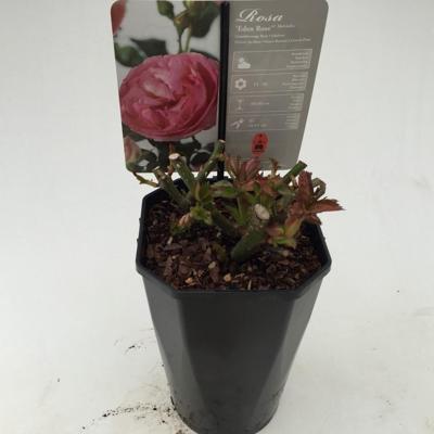 Struikroos Rosa Eden Rose Arie Bouman - Arie bouman Struikroos Rosa Eden Rose Arie Bouman - Arie bouman