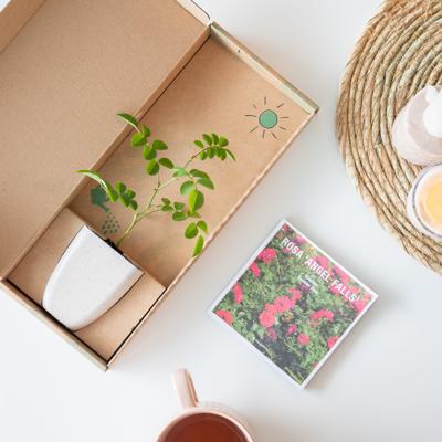 Klimroos - Brievenbusplantje