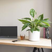 Lepelplant 'Spathiphyllum' - thumbnail