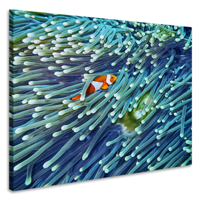 Schilderij - Anemoonvis verstopt, 3 Maten, Premium print