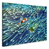 Schilderij - Anemoonvis verstopt, 3 Maten, Premium print - thumbnail