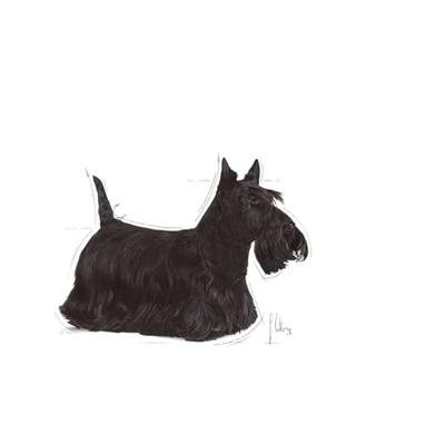 Royal Canin Dermacomfort natvoer hondenvoer zakjes 12x85g