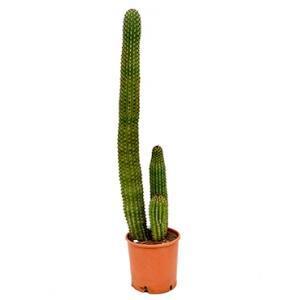 Marshallocereus cactus thurberii XL kamerplant