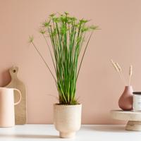 Cyperus Haspan - Parapluplant - P12 - thumbnail