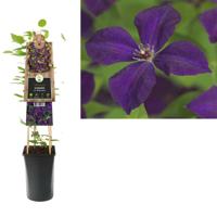 Paarse bosrank (Clematis viticella "Polish Spirit”) klimplant - thumbnail