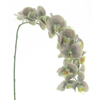 Phalaenopsis spray bensa groen 111 cm kunstbloem Buitengewoon de Boet - Buitengewoon de boet Phalaenopsis spray bensa groen 111 cm kunstbloem Buitengewoon de Boet - Buitengewoon de boet