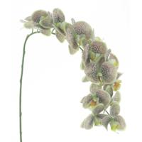 Phalaenopsis spray bensa groen 111 cm kunstbloem Buitengewoon de Boet - Buitengewoon de boet - thumbnail