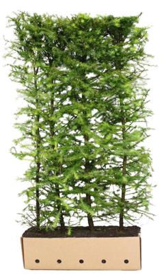Kant & klaar haag Larix kaempferi 200 x 100 cm breed Japanse lork Quickhedge - Quickhedge