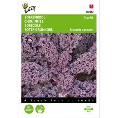 Zaden Boerenkool Scarlet Paars Buzzy - Buzzy