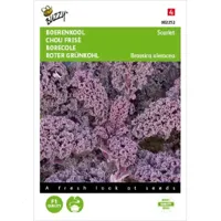 Zaden Boerenkool Scarlet Paars Buzzy - Buzzy - thumbnail