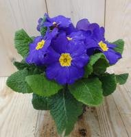 5 stuks! Perk Plant Warentuin Primula Blauw Geel Sleutelbloem Warentuin Natuurlijk - Warentuin natuurlijk - thumbnail