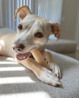 Nylabone dura chew original voor harde bijters - thumbnail
