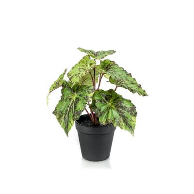 Begonia leaves bush 25 cm in black pot Emerald - Emerald Begonia leaves bush 25 cm in black pot Emerald - Emerald