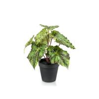 Begonia leaves bush 25 cm in black pot Emerald - Emerald - thumbnail