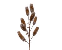 Spray naturel l30b6h70 cm naturel Everlands - Everlands - thumbnail