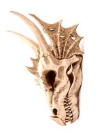 Drakenschedel Decoratie - Large - thumbnail