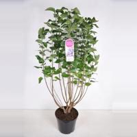 Sering (syringa vulgaris "Nadezhda") - 90-120 cm - 1 stuks - thumbnail