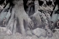 Deco Poster B2 60X49 Cm aquaria Superfish - Superfish - thumbnail