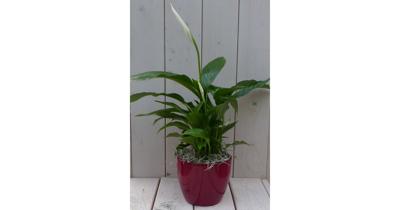 Lepelplant Spathiphyllum rode pot 40 cm Warentuin Natuurlijk - Warentuin natuurlijk Lepelplant Spathiphyllum rode pot 40 cm Warentuin Natuurlijk - Warentuin natuurlijk