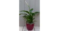 Lepelplant Spathiphyllum rode pot 40 cm Warentuin Natuurlijk - Warentuin natuurlijk - thumbnail