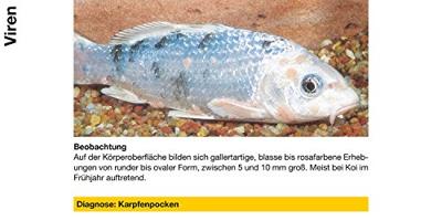 Sera Pond Cyprinopur 250ml - Effectieve Waterbehandeling tegen Bacteriën & Parasieten voor Vijvers