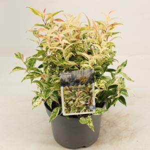 Druifheide (Leucothoe fontanesiana “Makijaz” PBR) heester - 20-25 cm - 6 stuks