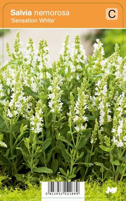 Salie (salvia nemorosa "Sensation White") zomerbloeier - 12 stuks
