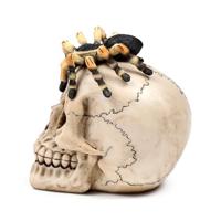 Schedel met spin - thumbnail