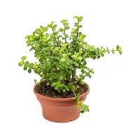 Crassula afra M kamerplant - thumbnail