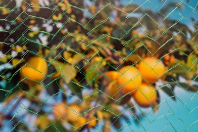 Tuinnet mono groen maaswijdte 6x6mm 7,5 g/m2 5x4m Nature - Nature