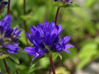 Klokjesbloem - thumbnail