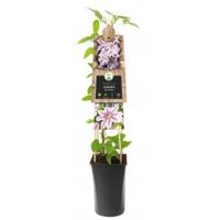 Grootbloemige Clematis Nelly Moser 120 cm klimplant - thumbnail