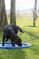 Coolpets splash zwembad sproeier blauw hondenspeelgoed - thumbnail
